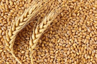 wheat, India wheat exports