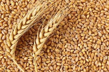wheat, India wheat exports