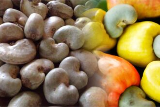 Cashew nuts, Nigeria cashew exports to Vietnam