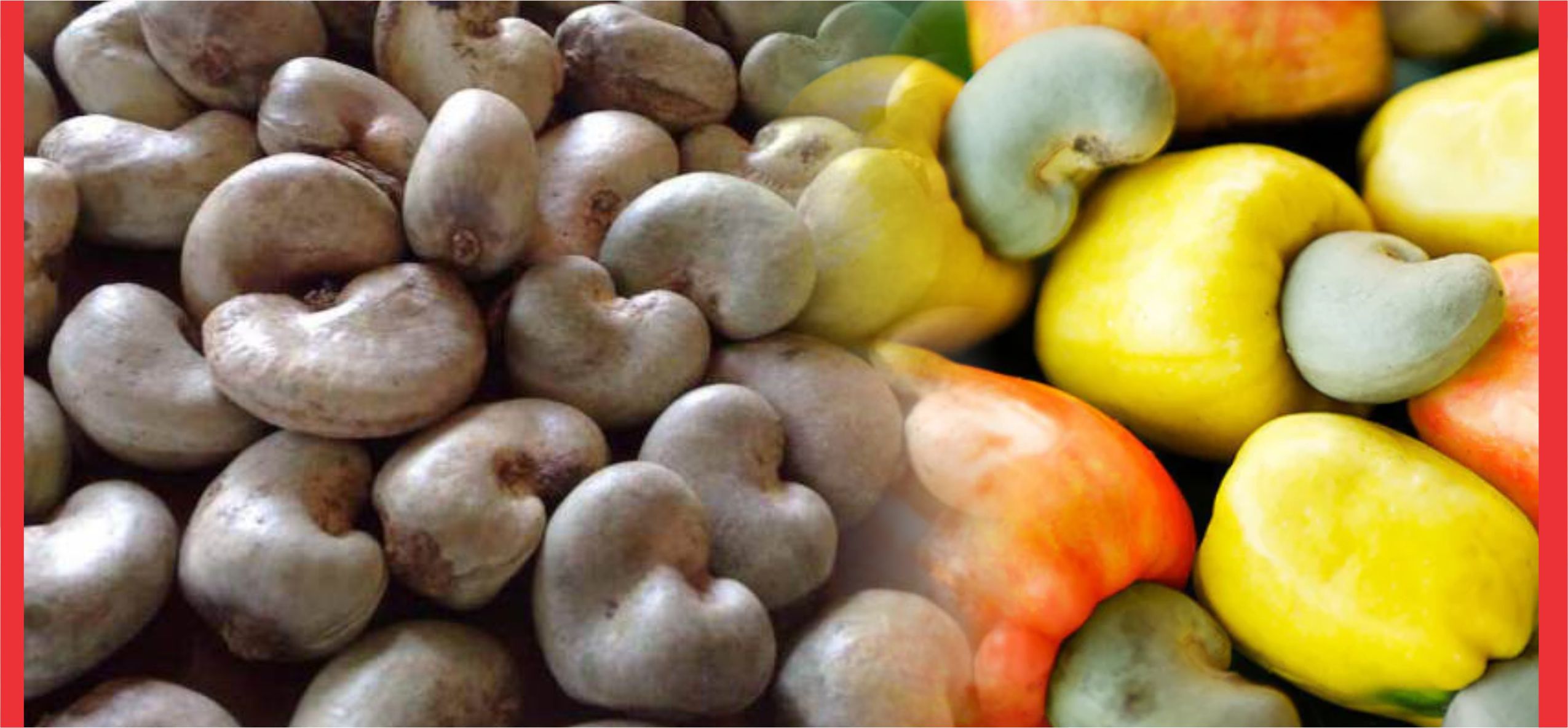 Cashew nuts, Nigeria cashew exports to Vietnam