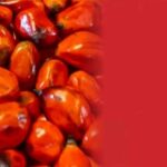 Palm Oil Price, Malaysian palm oil prices