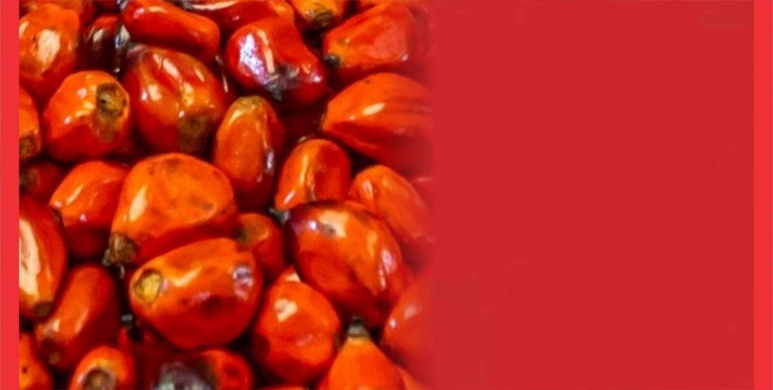 Palm Oil Price, Malaysian palm oil prices