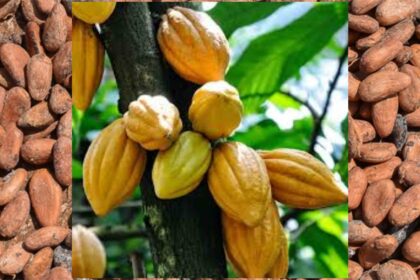 Cocoa prices, buyermetrics commodity supply risk watch cocoa