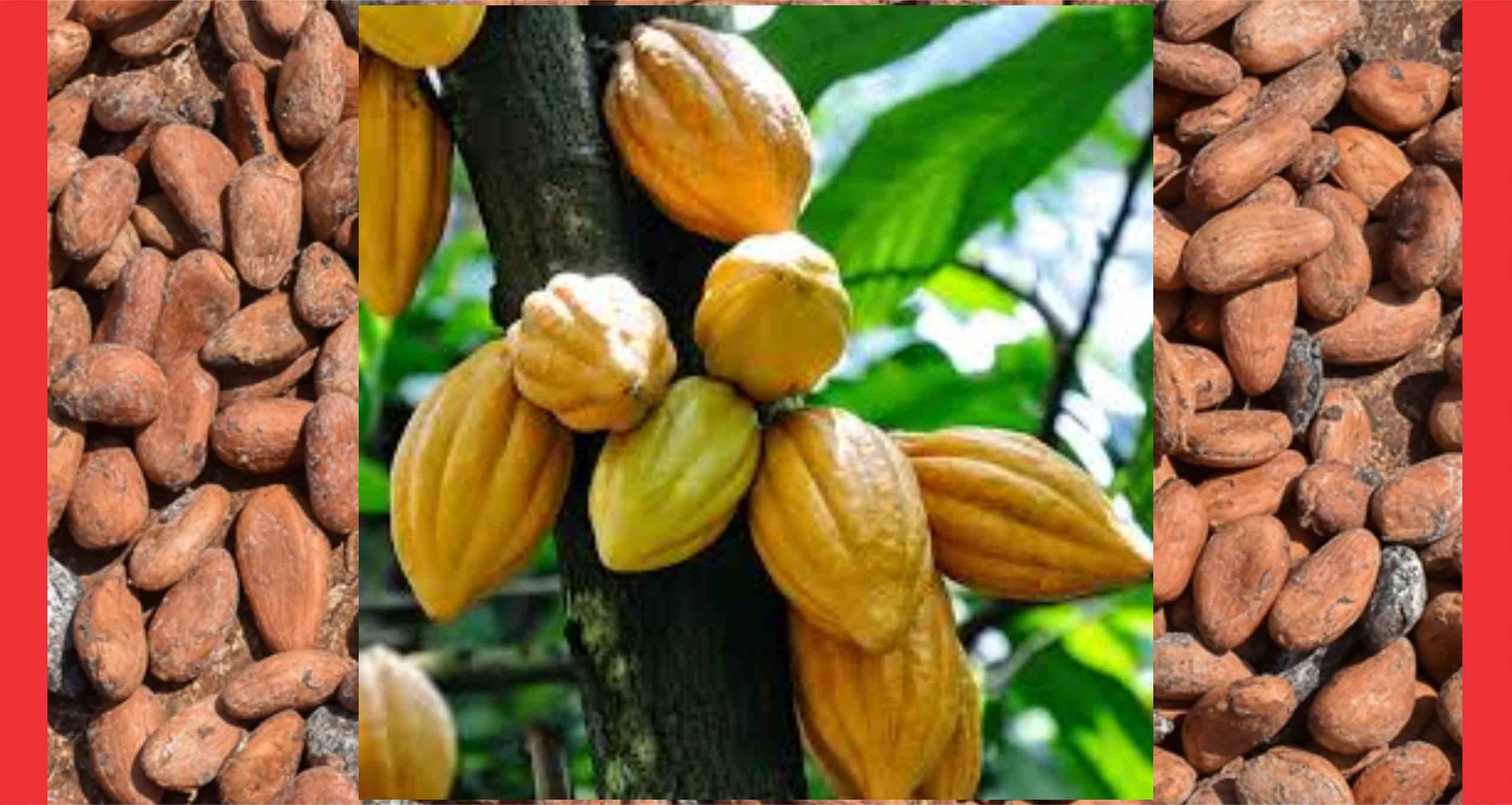 Cocoa prices, buyermetrics commodity supply risk watch cocoa