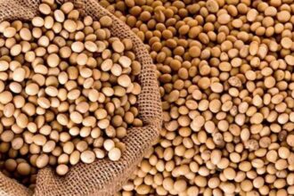 Global Soybean, Africa soybean market, soybean prices