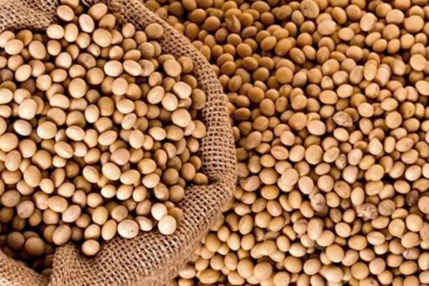 Global Soybean, Africa soybean market, soybean prices
