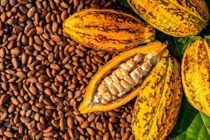 cocoa prices, Global cocoa weather risk