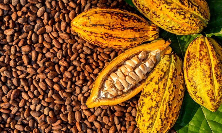 cocoa prices, Global cocoa weather risk