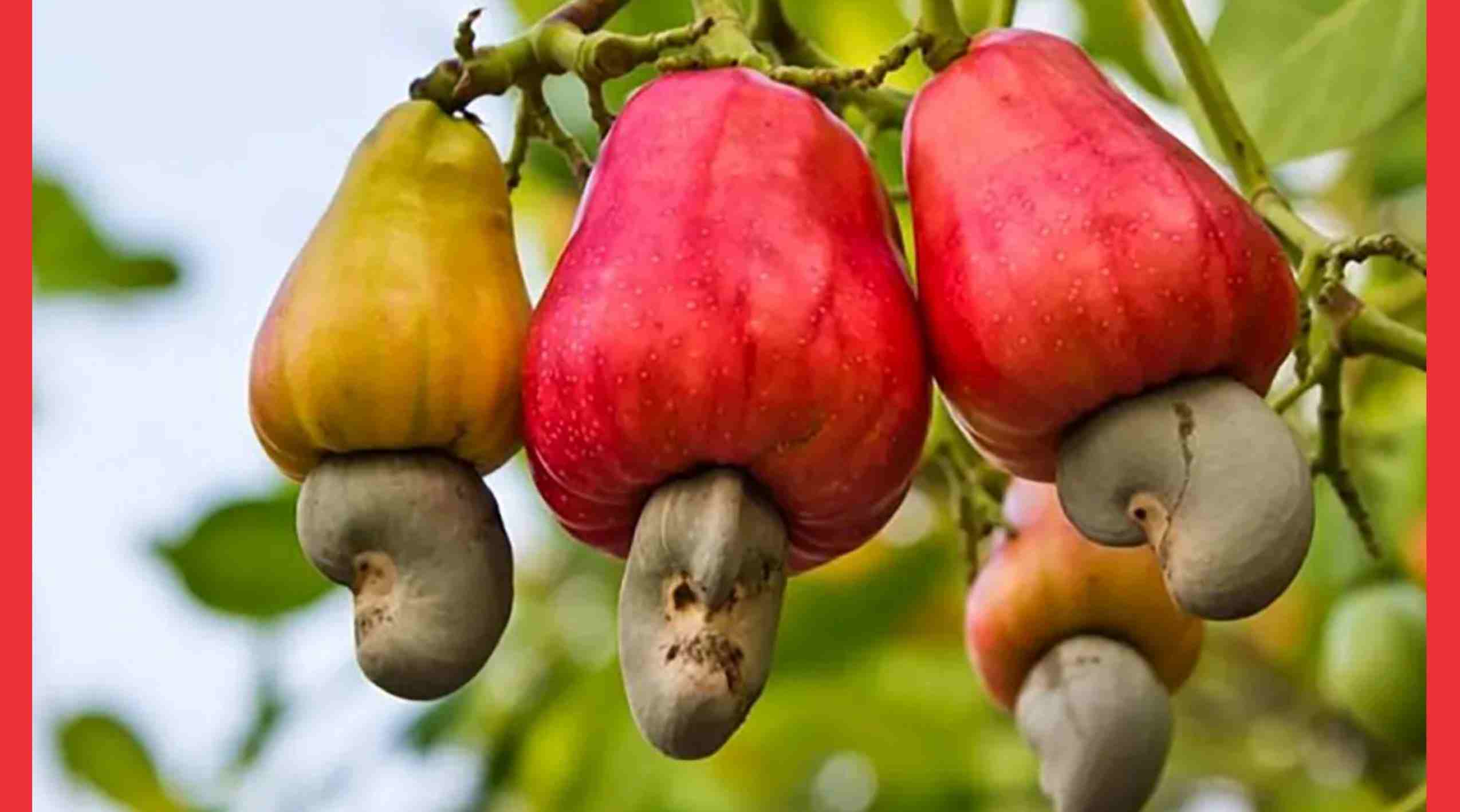 Cashew Prices Today, global cashew prices