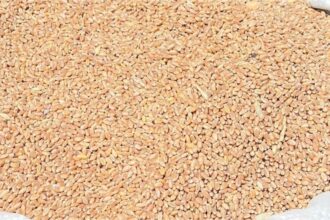 Global wheat prices